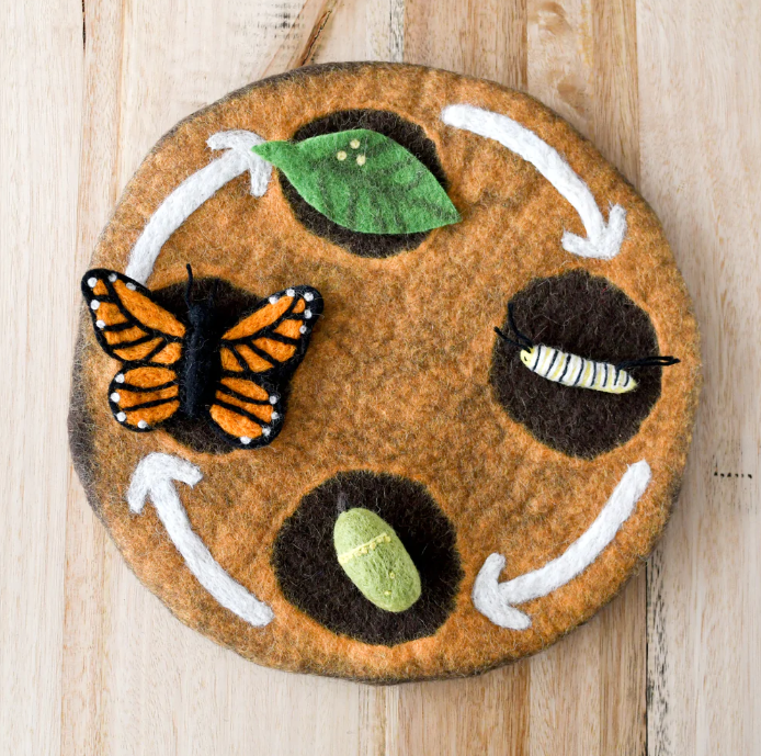 Butterfly Life Cycle