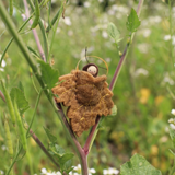 Fairyshadow Brown Leaf Ornament · view 2