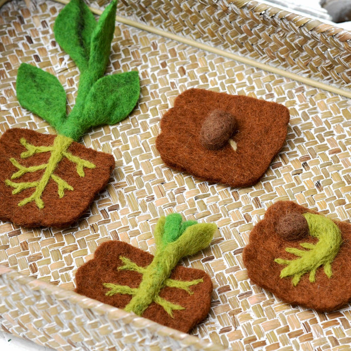 Felt Lifecycle of a Bean Plant