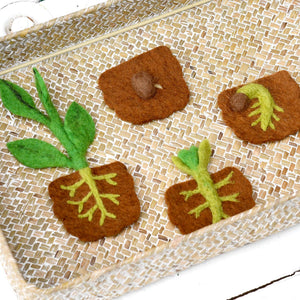 Bean Plant Life Cycle