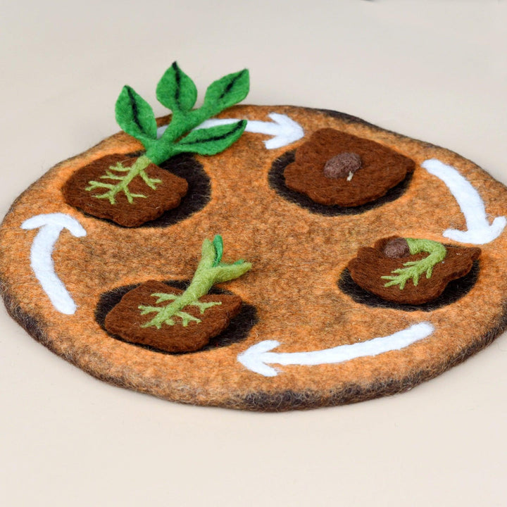 Felt Lifecycle of a Bean Plant