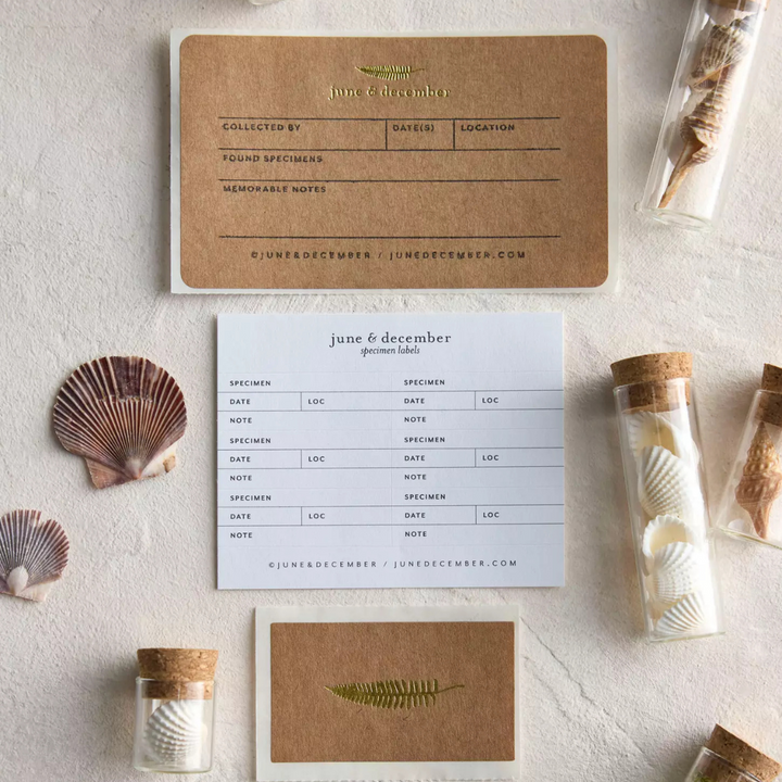 June &amp; December Beach Collecting Kit