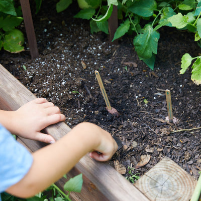 Modern Sprout Seed Pops, Garden