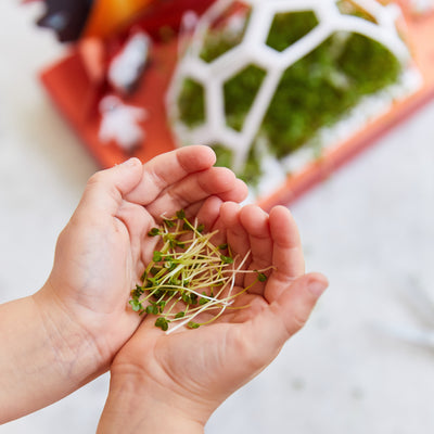 Microgreens Pop-Up Kit