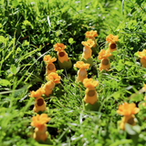 Fairyshadow Yellow Flower Baby Doll · view 5