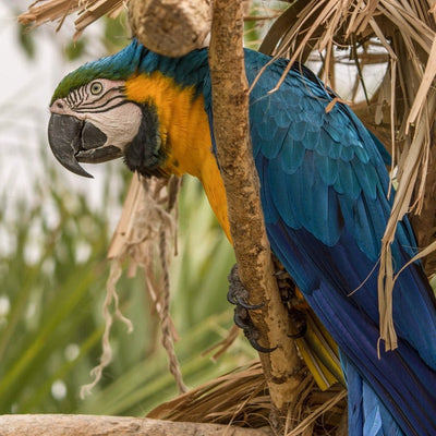 Felt Finger Puppet - Blue Parrot / Macaw