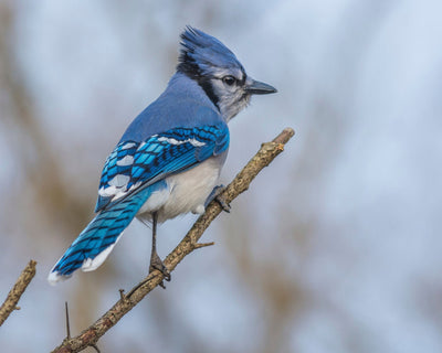 Felt Garland - Blue Jay