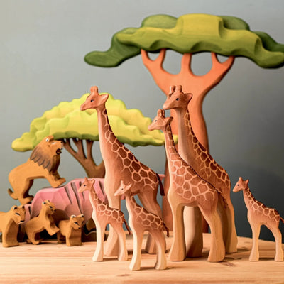 Bumbu Large Acacia Tree