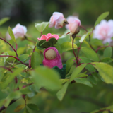 Fairyshadow Rosebud Child · view 6