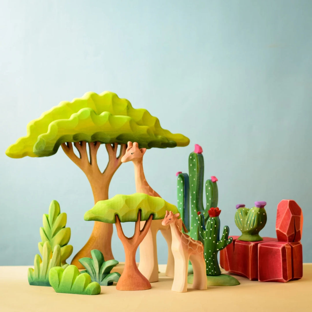 Sale Bumbu Small Acacia Tree