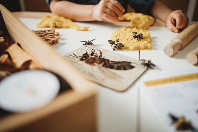 Sale Teddy Bear Bee & Honey Comb Eco Cutter Set