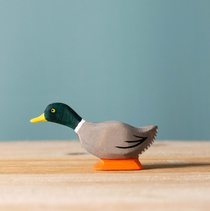 Bumbu Mallard Duck, Curious